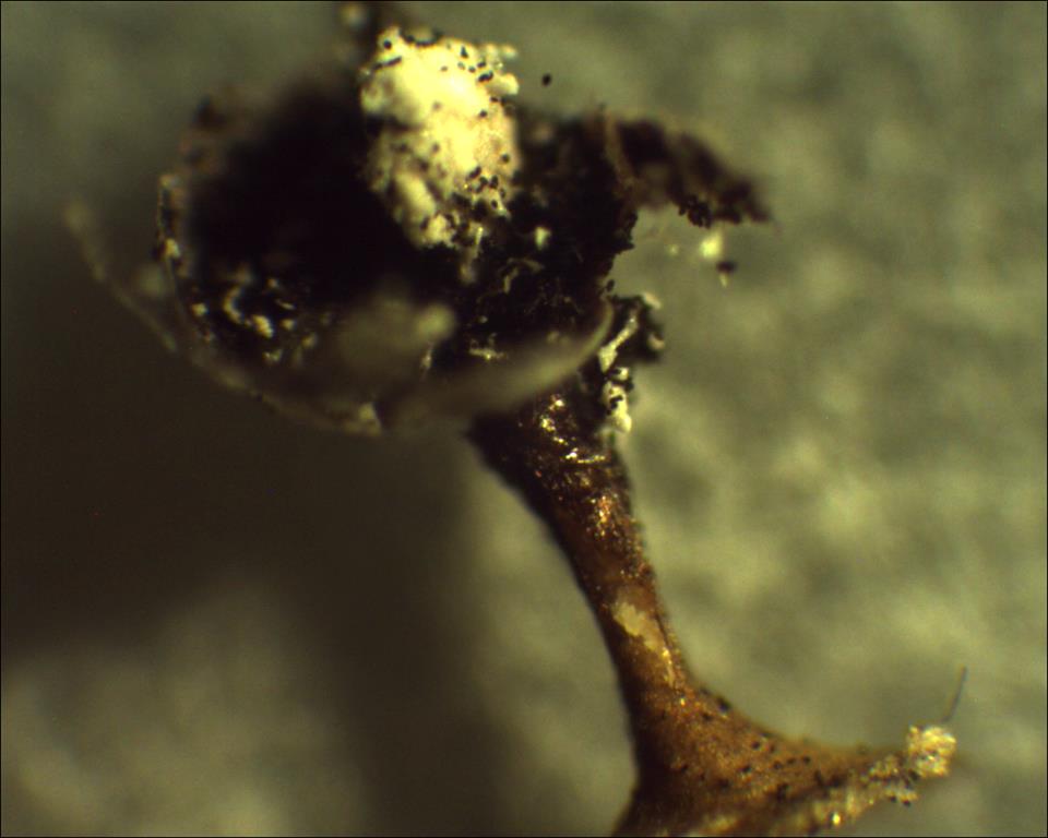 unkown myxomycete